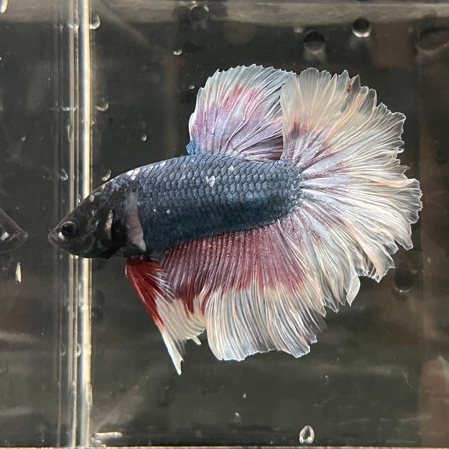the-fish-farm Premium Male Betta Butterfly Halfmoon Premium Male Betta - One Only - 10 Buy your favourite Butterfly Halfmoon Male Betta - The Fish Farm