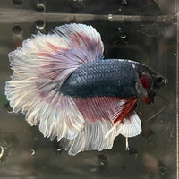 the-fish-farm Premium Male Betta Butterfly Halfmoon Premium Male Betta - One Only - 10 Buy your favourite Butterfly Halfmoon Male Betta - The Fish Farm