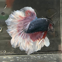 the-fish-farm Premium Male Betta Butterfly Halfmoon Premium Male Betta - One Only - 10 Buy your favourite Butterfly Halfmoon Male Betta - The Fish Farm
