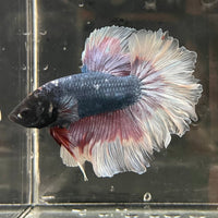 the-fish-farm Premium Male Betta Butterfly Halfmoon Premium Male Betta - One Only - 10 Buy your favourite Butterfly Halfmoon Male Betta - The Fish Farm
