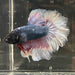 the-fish-farm Premium Male Betta Butterfly Halfmoon Premium Male Betta - One Only - 10 Buy your favourite Butterfly Halfmoon Male Betta - The Fish Farm