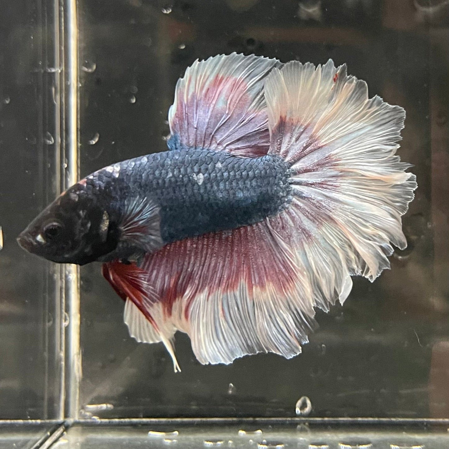 the-fish-farm Premium Male Betta Butterfly Halfmoon Premium Male Betta - One Only - 10 Buy your favourite Butterfly Halfmoon Male Betta - The Fish Farm