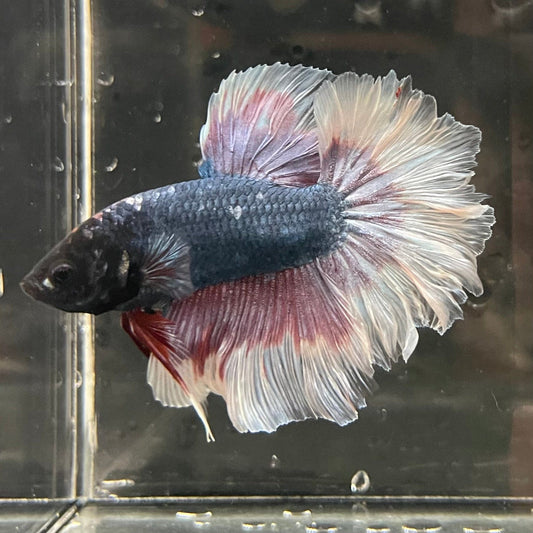 the-fish-farm Premium Male Betta Butterfly Halfmoon Premium Male Betta - One Only - 10 Buy your favourite Butterfly Halfmoon Male Betta - The Fish Farm