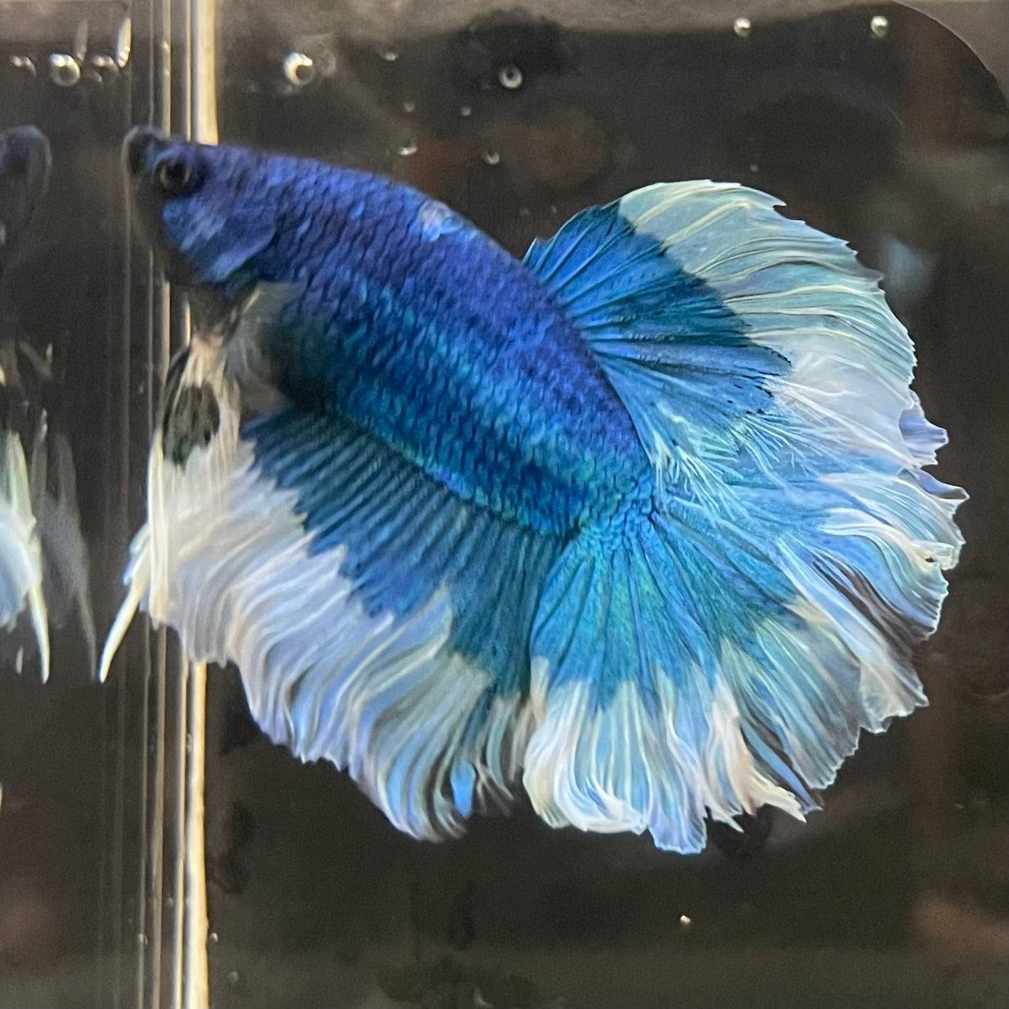 the-fish-farm Premium Male Betta Butterfly Halfmoon Premium Male Betta - One Only - 11 Buy your favourite Butterfly Halfmoon Male Betta - The Fish Farm