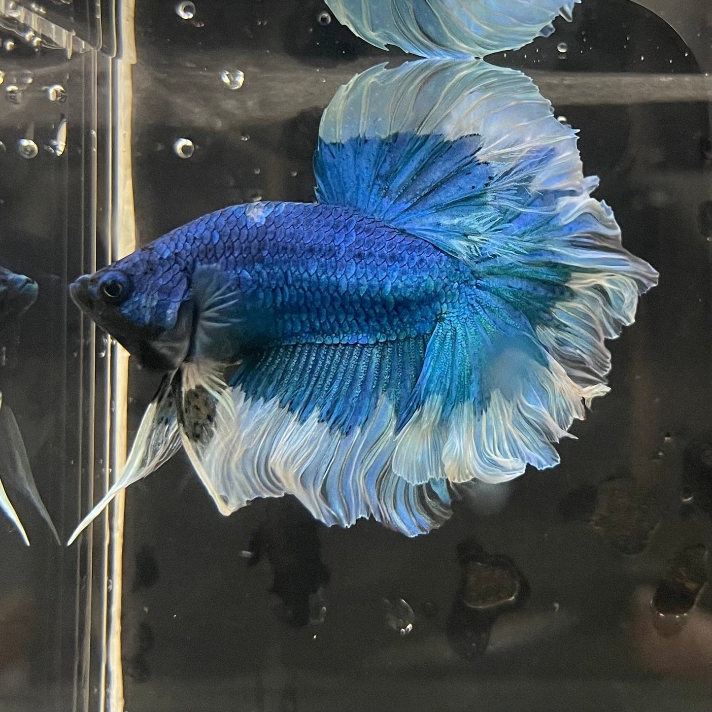 the-fish-farm Premium Male Betta Butterfly Halfmoon Premium Male Betta - One Only - 11 Buy your favourite Butterfly Halfmoon Male Betta - The Fish Farm