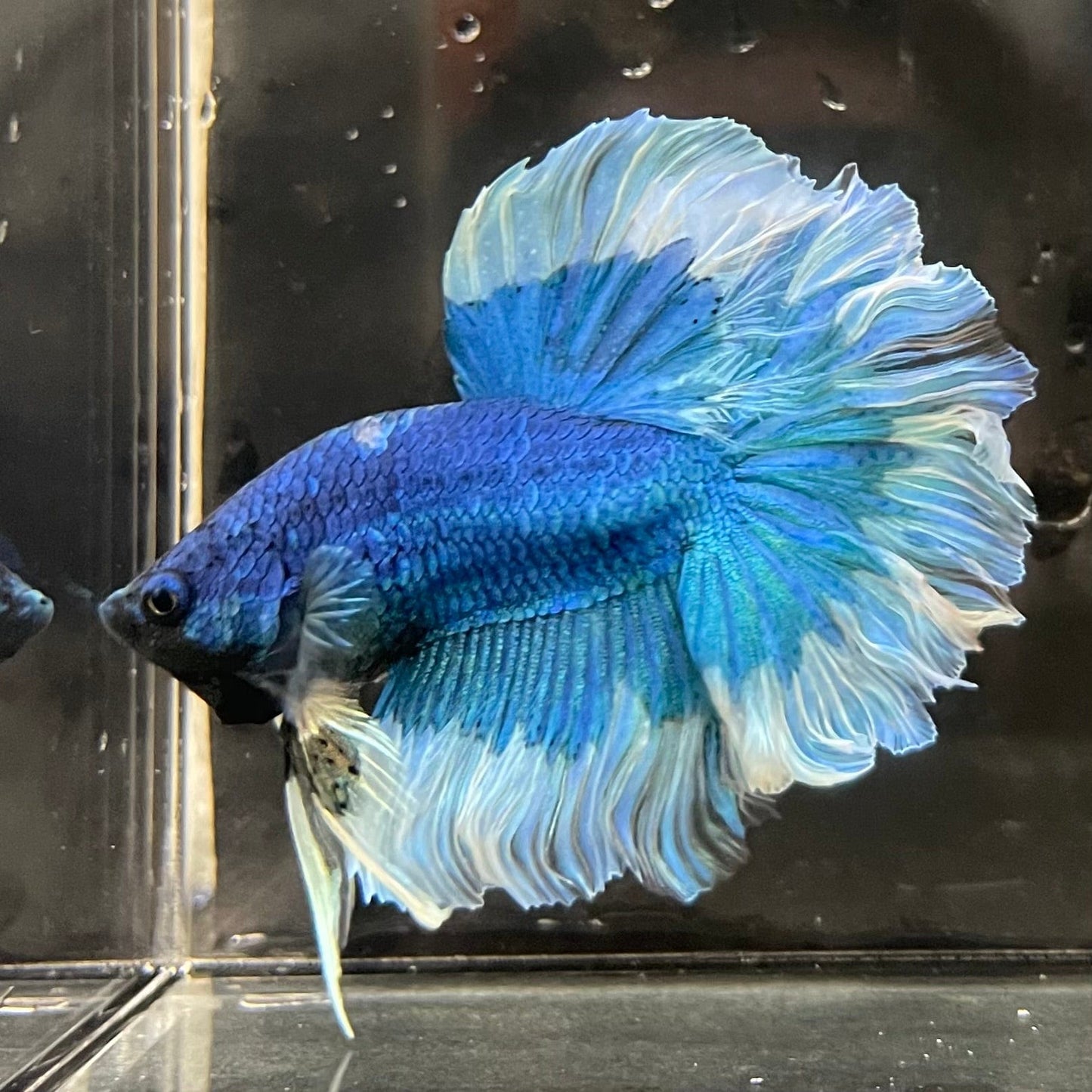 the-fish-farm Premium Male Betta Butterfly Halfmoon Premium Male Betta - One Only - 11 Buy your favourite Butterfly Halfmoon Male Betta - The Fish Farm