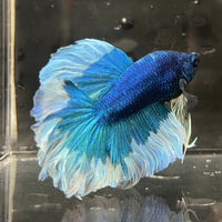 the-fish-farm Premium Male Betta Butterfly Halfmoon Premium Male Betta - One Only - 11 Buy your favourite Butterfly Halfmoon Male Betta - The Fish Farm