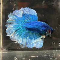 the-fish-farm Premium Male Betta Butterfly Halfmoon Premium Male Betta - One Only - 11 Buy your favourite Butterfly Halfmoon Male Betta - The Fish Farm
