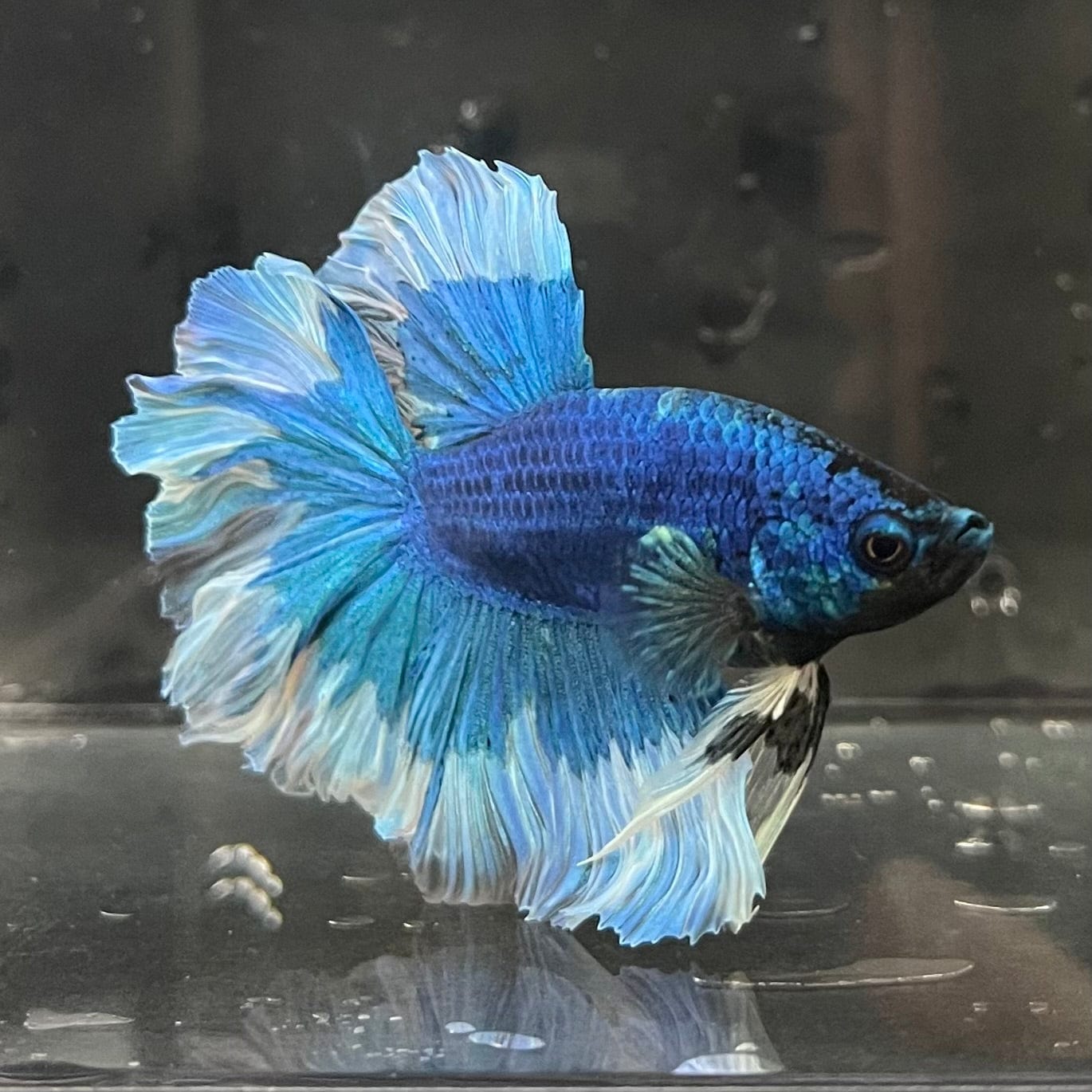 the-fish-farm Premium Male Betta Butterfly Halfmoon Premium Male Betta - One Only - 11 Buy your favourite Butterfly Halfmoon Male Betta - The Fish Farm