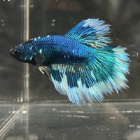 the-fish-farm Premium Male Betta Butterfly Halfmoon Premium Male Betta - One Only - 12 Buy your favourite Butterfly Halfmoon Male Betta - The Fish Farm