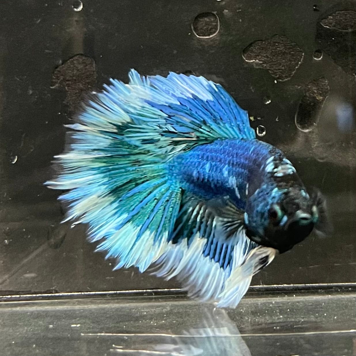 the-fish-farm Premium Male Betta Butterfly Halfmoon Premium Male Betta - One Only - 12 Buy your favourite Butterfly Halfmoon Male Betta - The Fish Farm