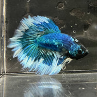 the-fish-farm Premium Male Betta Butterfly Halfmoon Premium Male Betta - One Only - 12 Buy your favourite Butterfly Halfmoon Male Betta - The Fish Farm