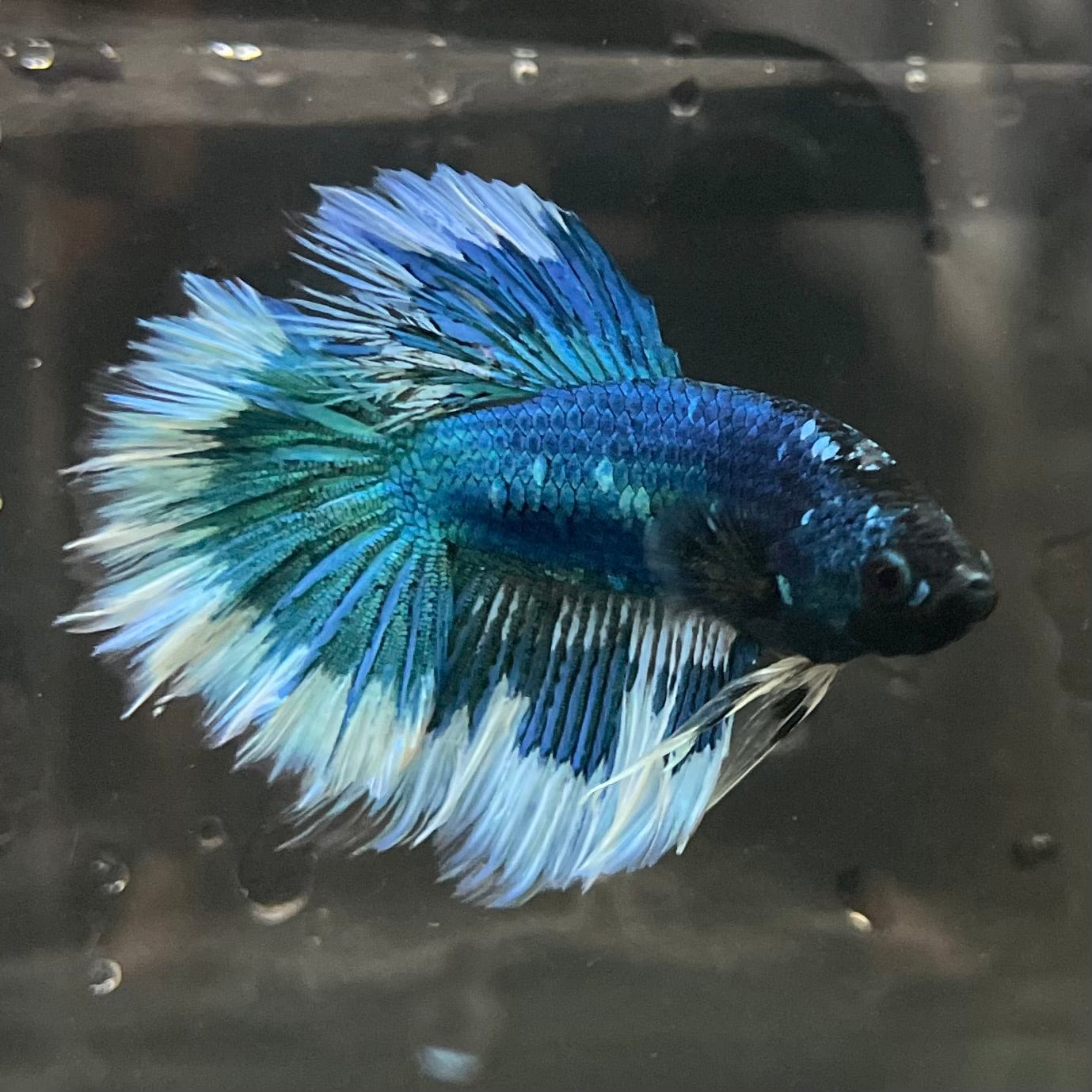 the-fish-farm Premium Male Betta Butterfly Halfmoon Premium Male Betta - One Only - 12 Buy your favourite Butterfly Halfmoon Male Betta - The Fish Farm
