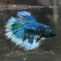 the-fish-farm Premium Male Betta Butterfly Halfmoon Premium Male Betta - One Only - 12 Buy your favourite Butterfly Halfmoon Male Betta - The Fish Farm