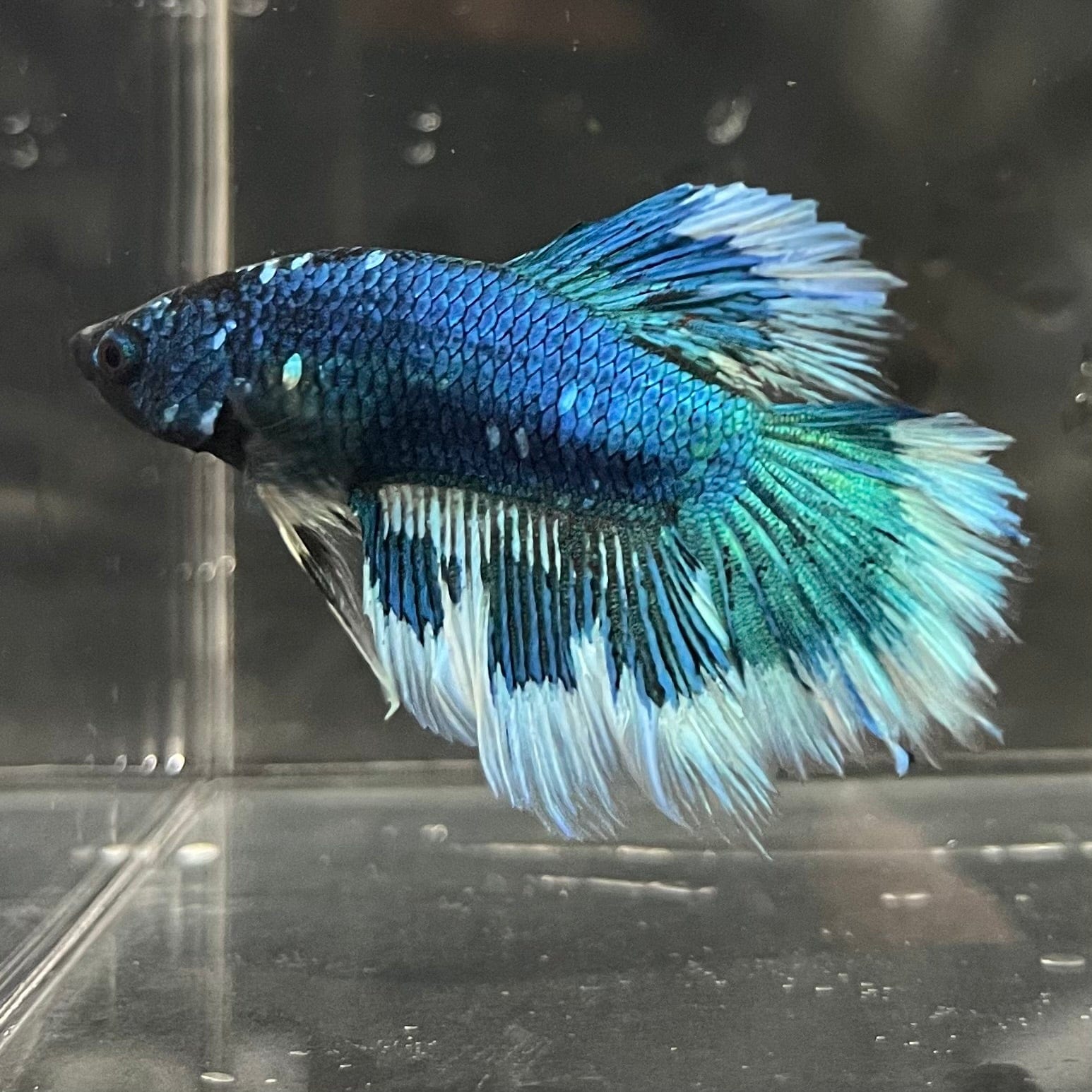 the-fish-farm Premium Male Betta Butterfly Halfmoon Premium Male Betta - One Only - 12 Buy your favourite Butterfly Halfmoon Male Betta - The Fish Farm