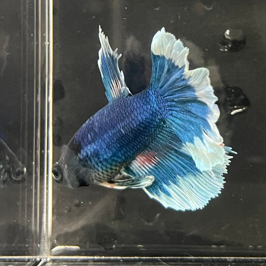 the-fish-farm Premium Male Betta Butterfly Halfmoon Premium Male Betta - One Only - 13 Buy your favourite Butterfly Halfmoon Male Betta - The Fish Farm