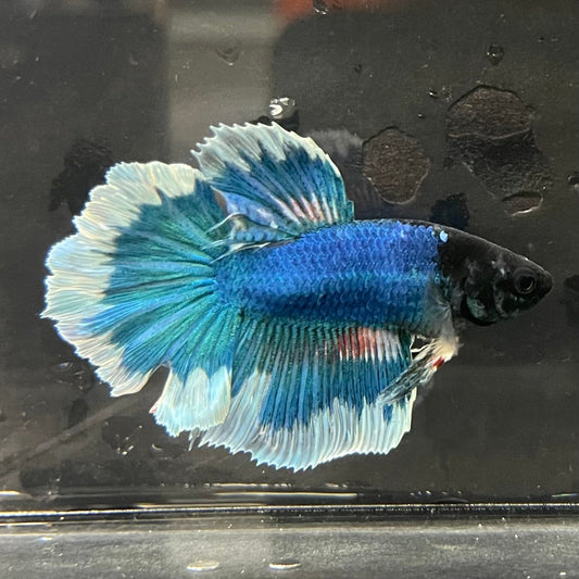 the-fish-farm Premium Male Betta Butterfly Halfmoon Premium Male Betta - One Only - 13 Buy your favourite Butterfly Halfmoon Male Betta - The Fish Farm