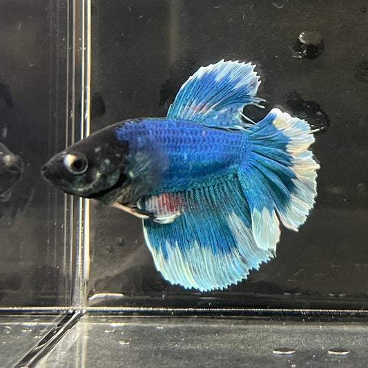 the-fish-farm Premium Male Betta Butterfly Halfmoon Premium Male Betta - One Only - 13 Buy your favourite Butterfly Halfmoon Male Betta - The Fish Farm