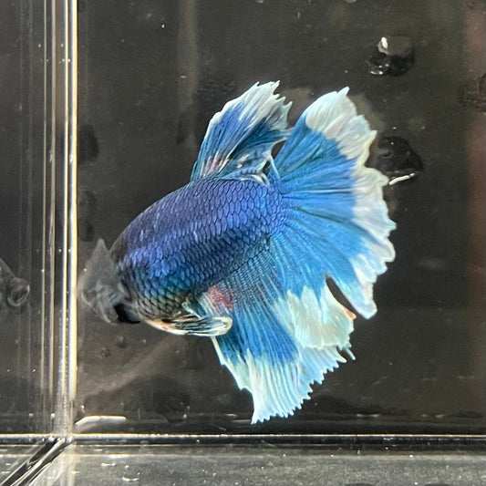 the-fish-farm Premium Male Betta Butterfly Halfmoon Premium Male Betta - One Only - 13 Buy your favourite Butterfly Halfmoon Male Betta - The Fish Farm