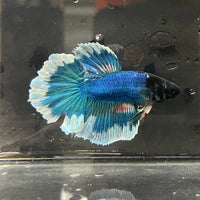 the-fish-farm Premium Male Betta Butterfly Halfmoon Premium Male Betta - One Only - 13 Buy your favourite Butterfly Halfmoon Male Betta - The Fish Farm
