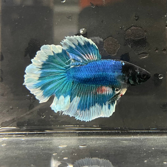 the-fish-farm Premium Male Betta Butterfly Halfmoon Premium Male Betta - One Only - 13 Buy your favourite Butterfly Halfmoon Male Betta - The Fish Farm