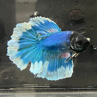 the-fish-farm Premium Male Betta Butterfly Halfmoon Premium Male Betta - One Only - 13 Buy your favourite Butterfly Halfmoon Male Betta - The Fish Farm