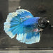the-fish-farm Premium Male Betta Butterfly Halfmoon Premium Male Betta - One Only - 13 Buy your favourite Butterfly Halfmoon Male Betta - The Fish Farm