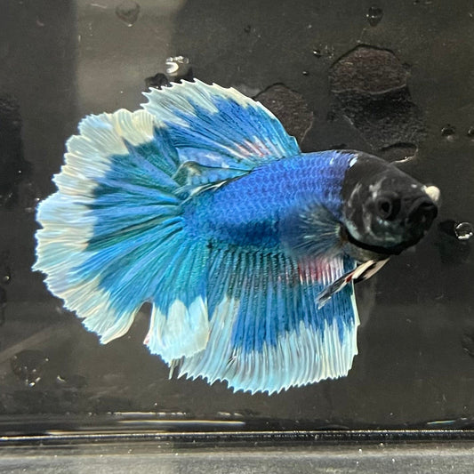 the-fish-farm Premium Male Betta Butterfly Halfmoon Premium Male Betta - One Only - 13 Buy your favourite Butterfly Halfmoon Male Betta - The Fish Farm