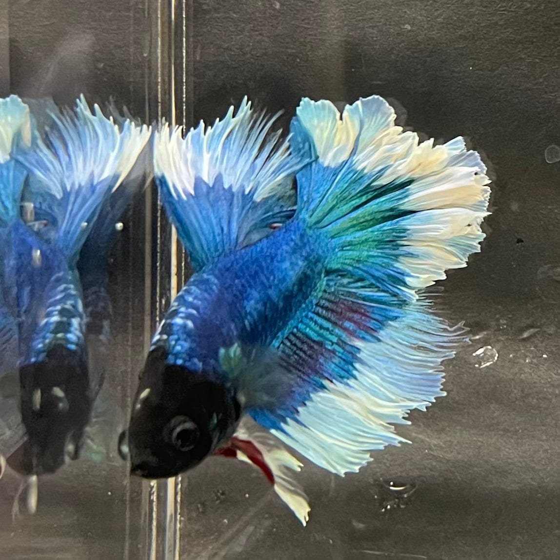 the-fish-farm Premium Male Betta Butterfly Halfmoon Premium Male Betta - One Only - 14 Buy your favourite Butterfly Halfmoon Male Betta - The Fish Farm