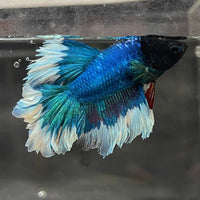 the-fish-farm Premium Male Betta Butterfly Halfmoon Premium Male Betta - One Only - 14 Buy your favourite Butterfly Halfmoon Male Betta - The Fish Farm