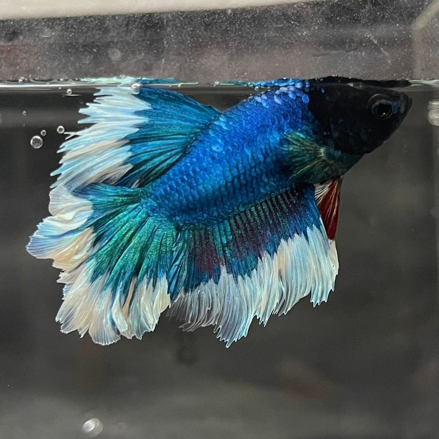 the-fish-farm Premium Male Betta Butterfly Halfmoon Premium Male Betta - One Only - 14 Buy your favourite Butterfly Halfmoon Male Betta - The Fish Farm