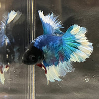 the-fish-farm Premium Male Betta Butterfly Halfmoon Premium Male Betta - One Only - 14 Buy your favourite Butterfly Halfmoon Male Betta - The Fish Farm