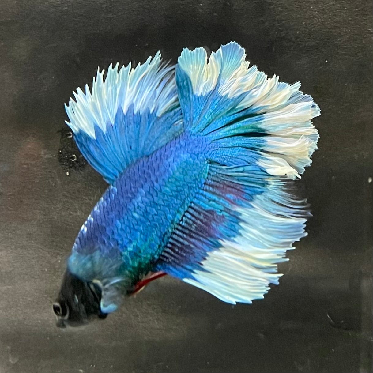 the-fish-farm Premium Male Betta Butterfly Halfmoon Premium Male Betta - One Only - 14 Buy your favourite Butterfly Halfmoon Male Betta - The Fish Farm