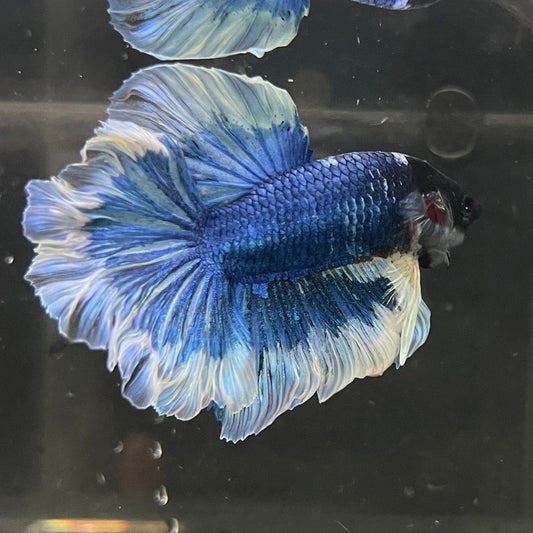 the-fish-farm Premium Male Betta Butterfly Halfmoon Premium Male Betta - One Only - 2 Buy your favourite Butterfly Halfmoon Male Betta - The Fish Farm