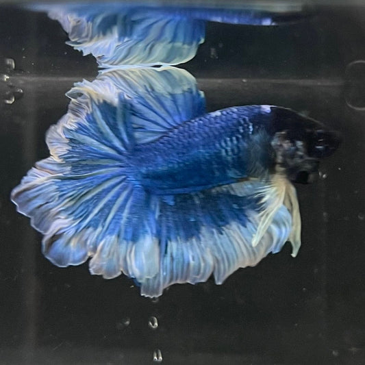 the-fish-farm Premium Male Betta Butterfly Halfmoon Premium Male Betta - One Only - 2 Buy your favourite Butterfly Halfmoon Male Betta - The Fish Farm