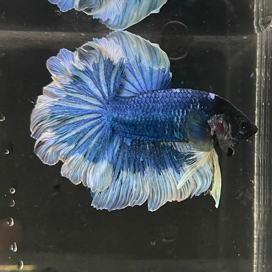 the-fish-farm Premium Male Betta Butterfly Halfmoon Premium Male Betta - One Only - 2 Buy your favourite Butterfly Halfmoon Male Betta - The Fish Farm