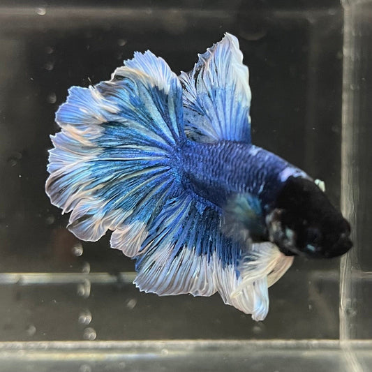 the-fish-farm Premium Male Betta Butterfly Halfmoon Premium Male Betta - One Only - 2 Buy your favourite Butterfly Halfmoon Male Betta - The Fish Farm