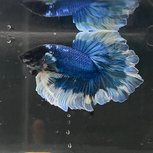 the-fish-farm Premium Male Betta Butterfly Halfmoon Premium Male Betta - One Only - 2 Buy your favourite Butterfly Halfmoon Male Betta - The Fish Farm
