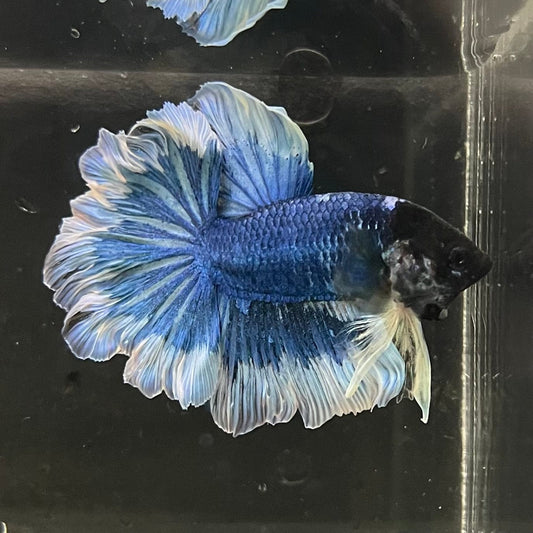 the-fish-farm Premium Male Betta Butterfly Halfmoon Premium Male Betta - One Only - 2 Buy your favourite Butterfly Halfmoon Male Betta - The Fish Farm