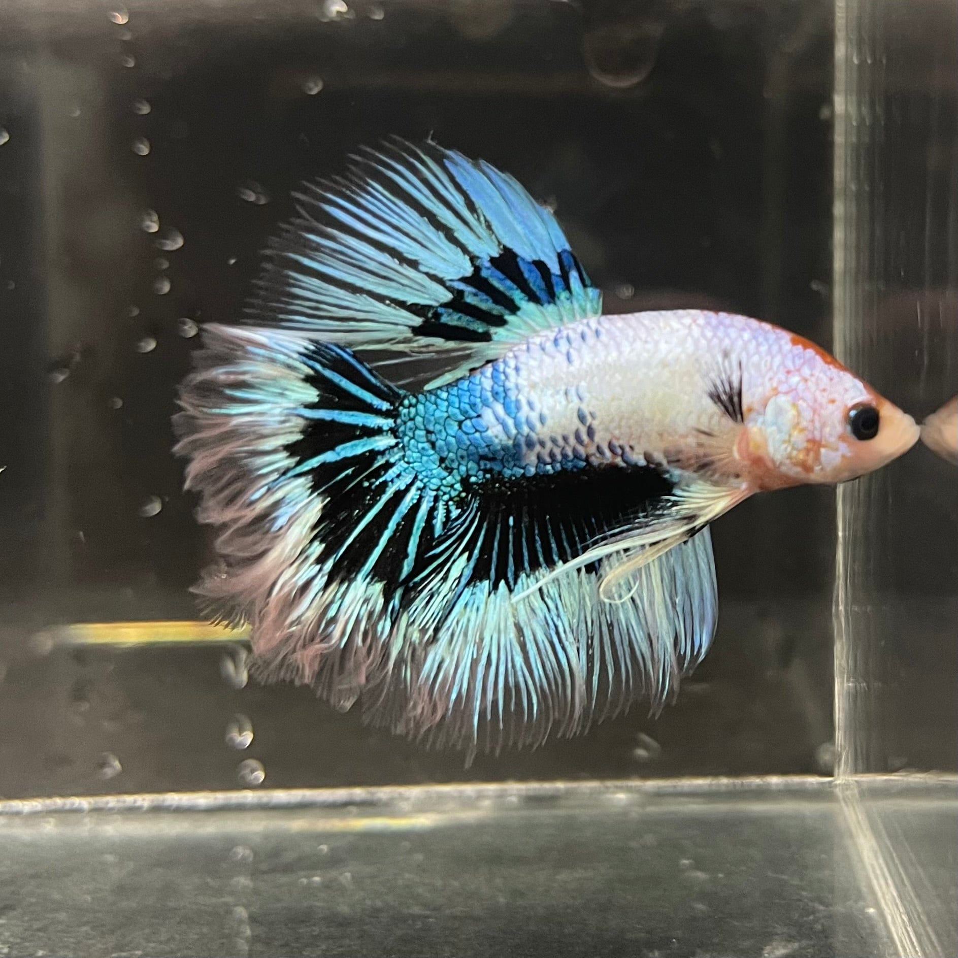 the-fish-farm Premium Male Betta Butterfly Halfmoon Premium Male Betta - One Only - 3 Buy your favourite Butterfly Halfmoon Male Betta - The Fish Farm
