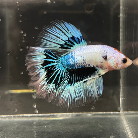 the-fish-farm Premium Male Betta Butterfly Halfmoon Premium Male Betta - One Only - 3 Buy your favourite Butterfly Halfmoon Male Betta - The Fish Farm