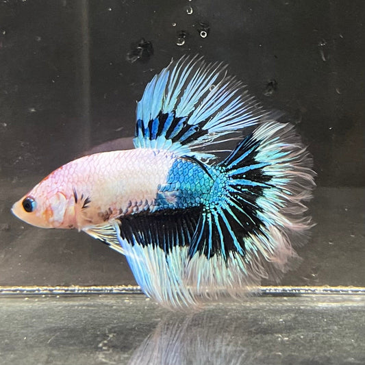 the-fish-farm Premium Male Betta Butterfly Halfmoon Premium Male Betta - One Only - 3 Buy your favourite Butterfly Halfmoon Male Betta - The Fish Farm