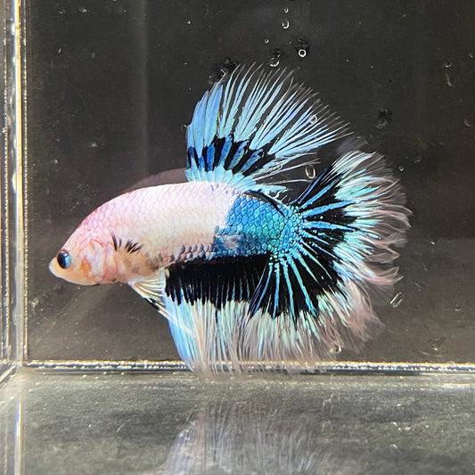the-fish-farm Premium Male Betta Butterfly Halfmoon Premium Male Betta - One Only - 3 Buy your favourite Butterfly Halfmoon Male Betta - The Fish Farm