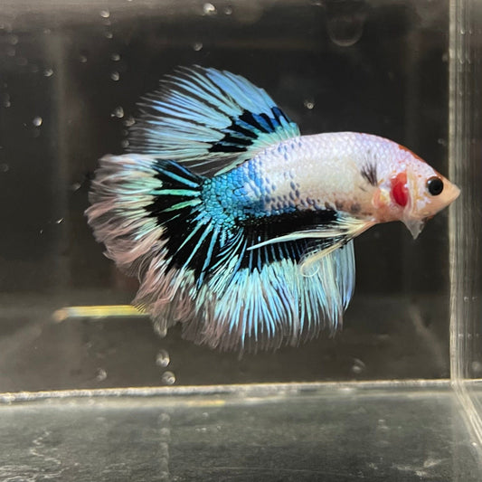 the-fish-farm Premium Male Betta Butterfly Halfmoon Premium Male Betta - One Only - 3 Buy your favourite Butterfly Halfmoon Male Betta - The Fish Farm