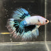 the-fish-farm Premium Male Betta Butterfly Halfmoon Premium Male Betta - One Only - 3 Buy your favourite Butterfly Halfmoon Male Betta - The Fish Farm