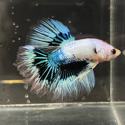 the-fish-farm Premium Male Betta Butterfly Halfmoon Premium Male Betta - One Only - 3 Buy your favourite Butterfly Halfmoon Male Betta - The Fish Farm