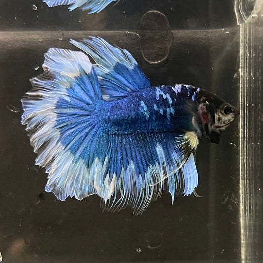 the-fish-farm Premium Male Betta Butterfly Halfmoon Premium Male Betta - One Only - 4 Buy your favourite Butterfly Halfmoon Male Betta - The Fish Farm
