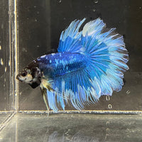 the-fish-farm Premium Male Betta Butterfly Halfmoon Premium Male Betta - One Only - 4 Buy your favourite Butterfly Halfmoon Male Betta - The Fish Farm