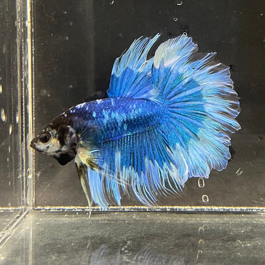 the-fish-farm Premium Male Betta Butterfly Halfmoon Premium Male Betta - One Only - 4 Buy your favourite Butterfly Halfmoon Male Betta - The Fish Farm