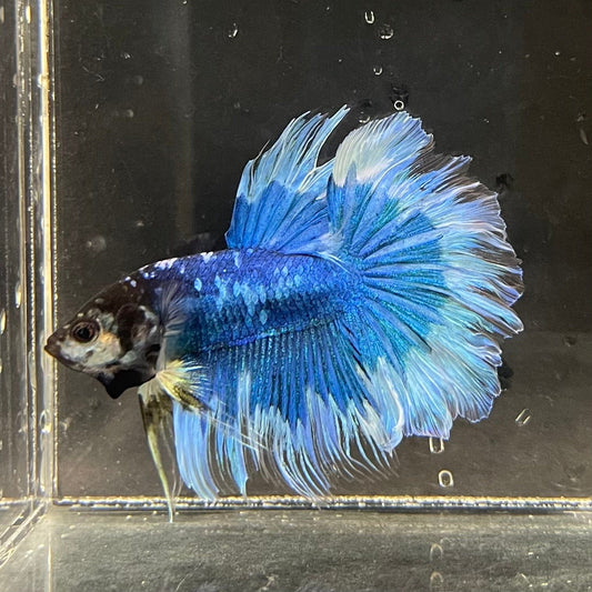 the-fish-farm Premium Male Betta Butterfly Halfmoon Premium Male Betta - One Only - 4 Buy your favourite Butterfly Halfmoon Male Betta - The Fish Farm